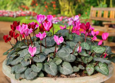 come coltivare ciclamini vaso, coltivare ciclamini