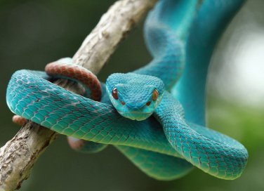 serpenti, sogni, lotto