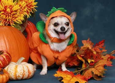 halloween, costumi, animali