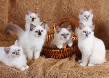 allattare cuccioli di gatto, allattamento artificiale cuccioli di gatto