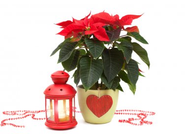 curare stella di natale, coltivare stella di natale