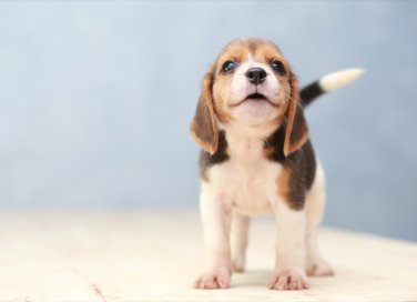 cucciolo, cane, educazione