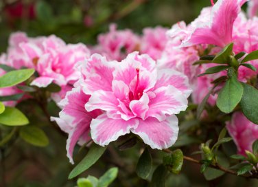 giardinaggio primavera, fiori primavera