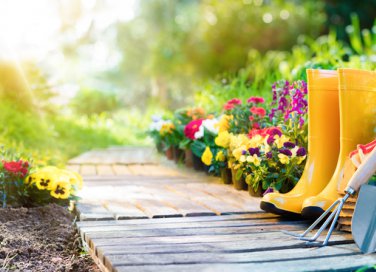 piante-acidofile, piante acidofile quali sono, acidificare il terreno