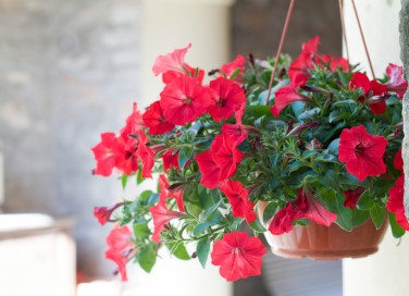 coltivare surfinie, coltivare petunie