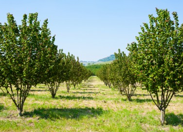 coltivare nocciole, coltivare nocciolo