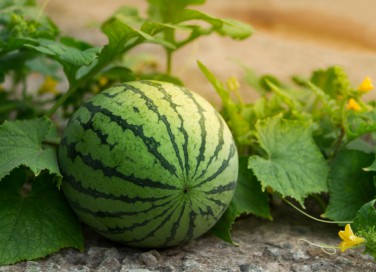 coltivare angurie, coltivare cocomeri