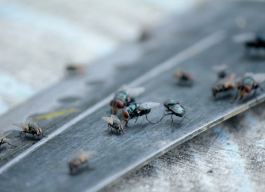 come eliminare mosche, prodotti contro le mosche, rimedi contro mosche
