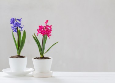 quali fiori coltivare a settembre, quali fiori piantare a settembre