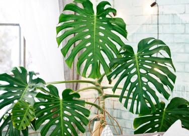 coltivare monstera, curare monstera