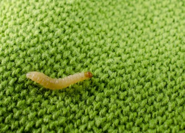 tarme del cibo, tarme dei vestiti, come eliminare tarme, tarme alimentari