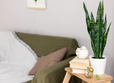 coltivare lingua di suocera, curare lingua di suocera, coltivare sanseveria, coltivare sansevieria 