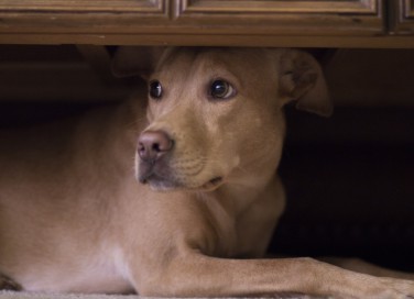 cane, paura, tuoni