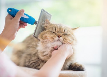spazzolare, gatto, attrezzi