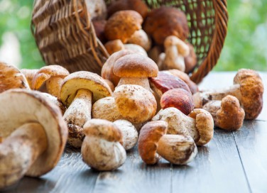 funghi, porcini, pulizia
