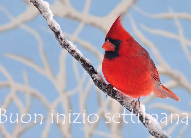 buon inizio settimana invernale, buon inizio settimana inverno, buon inizio settimana immagini