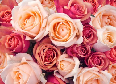 come conservare rose recise, come mantenere fresche rose recise, come essiccare rose