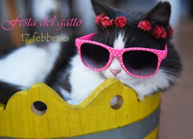 festa del gatto immagini, gatto immagini divertenti, giornata del gatto