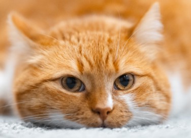 gatto, vomito, salute