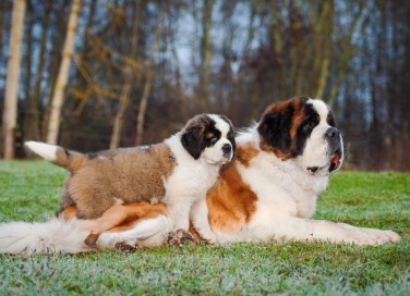 cani, razze, misure