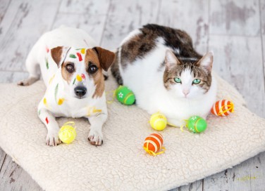 pasqua, animali domestici, come trattarli