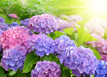 come cambiare colore ortensie, colore ortensie