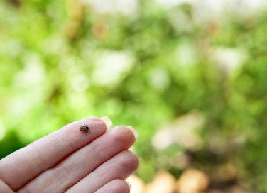 come togliere zecche persone, come rimuovere zecca, togliere zecche da corpo umano