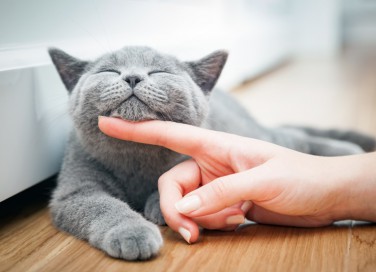 gatto, bava, cause