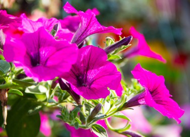 come coltivare petunie, coltivazione petunie