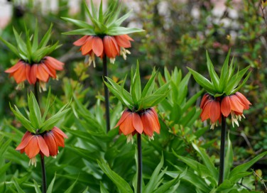 come coltivare fritillaria, coltivazione fritillaria, coltivare fritillaria