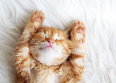 sognare gattini piccoli, cosa vuol dire, significato