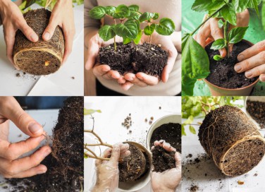 come rinvasare piante, rinvaso pianta