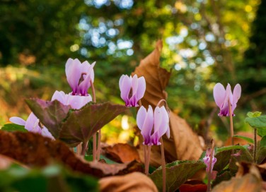 fiori autunnali nomi, fiori autunnali foto, fiori autunnali, fiori autunno