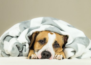 cane, diarrea, rimedi naturali efficaci