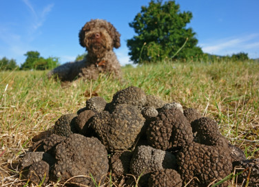 cani da tartufo, razze, animali