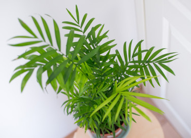 come coltivare chamaedorea, come coltivare palma della fortuna, chamaedorea elegans cura