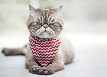 gatto, toccare, cause