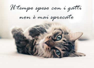 giornata gatto immagini frasi, giornata gatto immagini, giornata gatto frasi