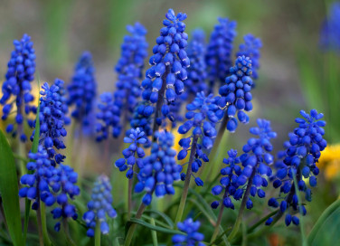 come coltivare muscari, coltivare muscari