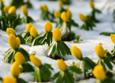 coltivare eranthis, coltivare aconito, coltivare anemone invernale