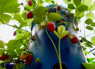 coltivare fragole vaso verticale, come fare torre fragole