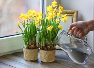 come coltivare narcisi vaso, coltivare i narcisi 