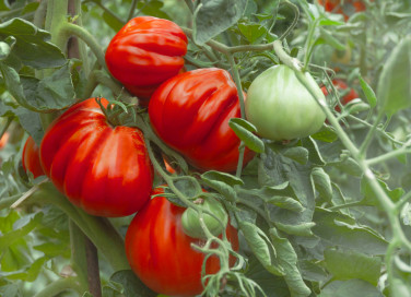 come coltivare pomodoro cuore bue, come coltivare pomodoro bue