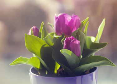 come coltivare tulipani casa, coltivare tulipani, coltivare tulipani acqua, coltivare tulipani vaso