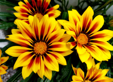 come coltivare gazania, coltivazione gazania