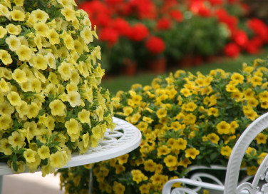 petunia nana coltivazione, coltivare petunia nana, coltivare calibrachoa, coltivazione calibrachoa