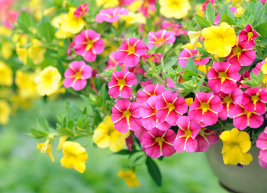 petunia surfinia differenza, petunie surfinie differenze