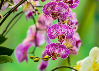 orchidea phalaenopsis cura, curare orchidea phalaenopsis