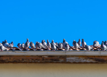 come allontanare piccioni tetti, piccioni tetti