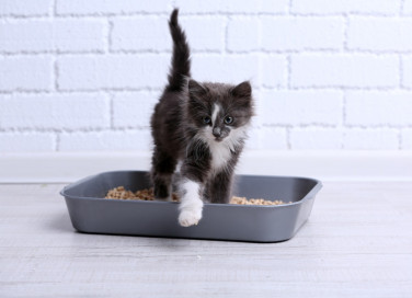 lettiera del gatto, dove si butta, raccolta differenziata bidoni